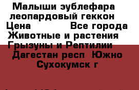 Малыши эублефара ( леопардовый геккон) › Цена ­ 1 500 - Все города Животные и растения » Грызуны и Рептилии   . Дагестан респ.,Южно-Сухокумск г.